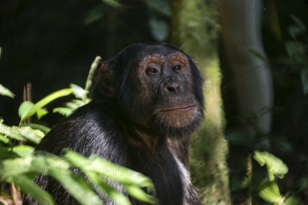 Animal portrait, chimpanzee (Pan Troglodytes), male in jungle, Kibale National Park, Uganda