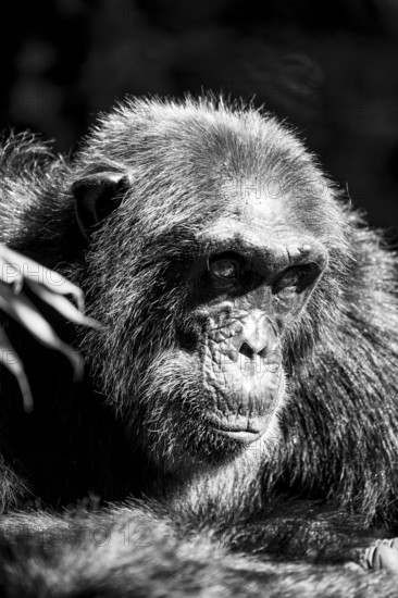 Black and white animal portrait, chimpanzee (Pan Troglodytes), adult male in jungle, Kibale National Park, Uganda