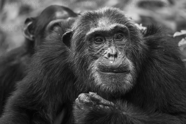 Black and white animal portrait, chimpanzee (Pan Troglodytes), adult male among leaves in the jungle, Kibale National Park, Uganda