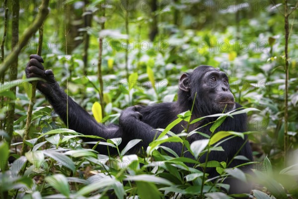 Animal portrait, chimpanzee (Pan Troglodytes), adult male among leaves in jungle, Kibale National Park, Uganda