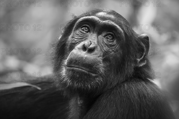 Black and white animal portrait, chimpanzee (Pan Troglodytes) looking longingly, hopeful, adult male between leaves in the jungle, Kibale National Park, Uganda
