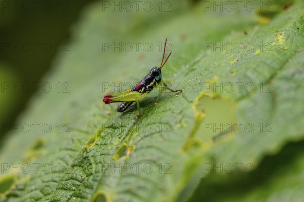 Green black grasshopper (Orthoptera) on a stem, Bwindi Impenetrable Forest, Uganda