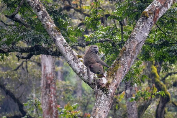 Olive baboon (Papio anubis) sitting in a tree in a branch fork, Bwindi Impenetrable Forest, Uganda