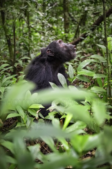 Chimpanzee (Pan Troglodytes), male on the ground, jungle in Kibale National Park, Uganda