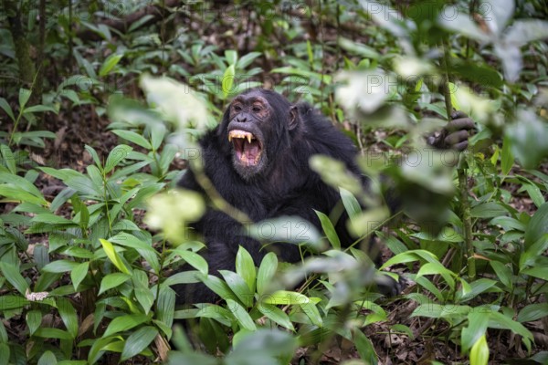 Chimpanzee (Pan Troglodytes) showing teeth, aggression, males on the ground, jungle in Kibale National Park, Uganda