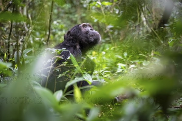 Chimpanzee (Pan Troglodytes), male looking thoughtfully, on the ground, mood, green jungle in Kibale National Park, Uganda