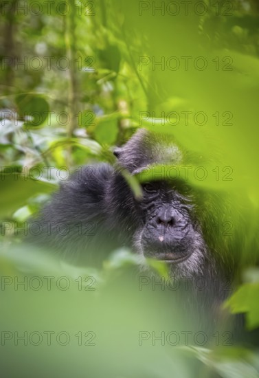 Chimpanzee (Pan Troglodytes), old man on the ground, atmosphere, green jungle in Kibale National Park, Uganda