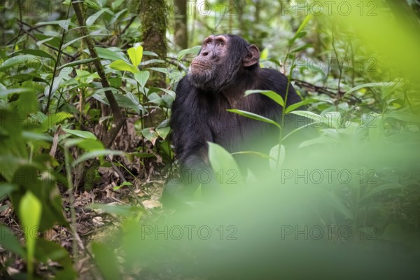 Chimpanzee (Pan Troglodytes), young animal, male looking thoughtfully, on the ground, mood, green jungle in Kibale National Park, Uganda
