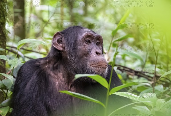 Chimpanzee (Pan Troglodytes), male looking thoughtfully, animal portrait on ground, atmosphere, green jungle in Kibale National Park, Uganda