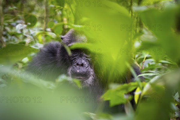 Chimpanzee (Pan Troglodytes), old man on the ground, atmosphere, green jungle in Kibale National Park, Uganda