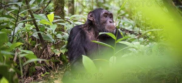 Chimpanzee (Pan Troglodytes), male, on the ground, mood, green jungle in Kibale National Park, Uganda