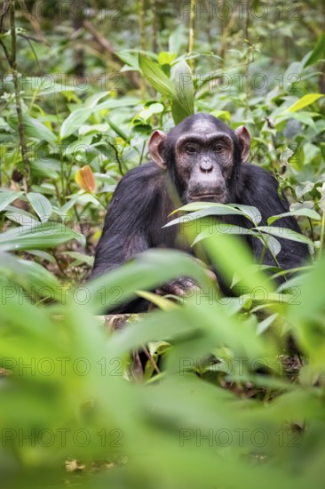 Chimpanzee (Pan Troglodytes), male with big ears, on the ground, mood, green jungle in Kibale National Park, Uganda