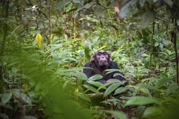 Chimpanzee (Pan Troglodytes), male with big ears, on the ground, mood, green jungle in Kibale National Park, Uganda