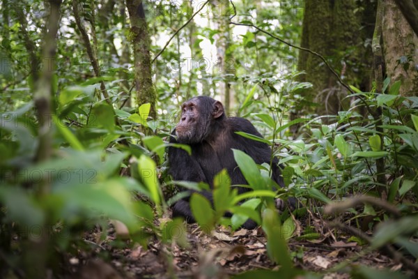 Chimpanzee (Pan Troglodytes), male on the ground, jungle in Kibale National Park, Uganda