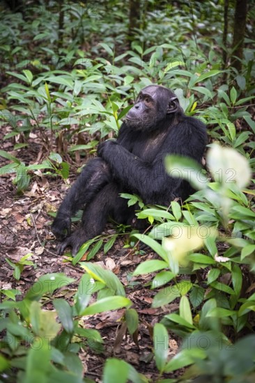Chimpanzee (Pan Troglodytes), male on the ground, jungle in Kibale National Park, Uganda