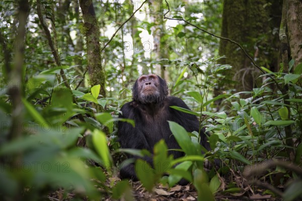 Chimpanzee (Pan Troglodytes), male looking up with hope, jungle in Kibale National Park, Uganda