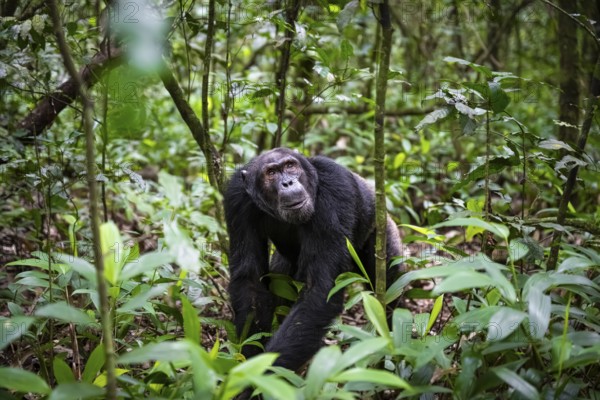 Chimpanzee (Pan Troglodytes), male running on the ground, jungle in Kibale National Park, Uganda