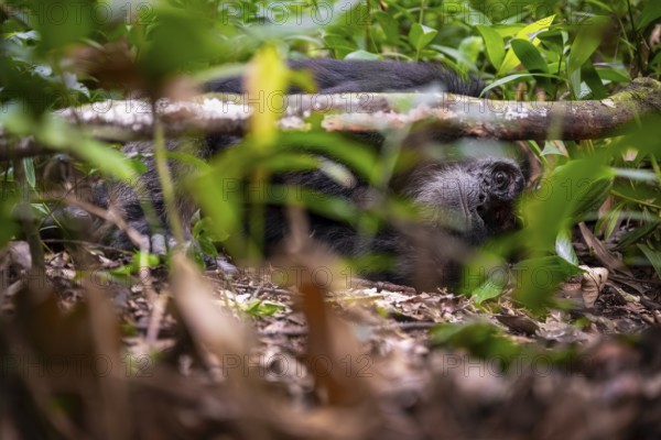 Chimpanzee (Pan Troglodytes), male lying on the ground, jungle in Kibale National Park, Uganda