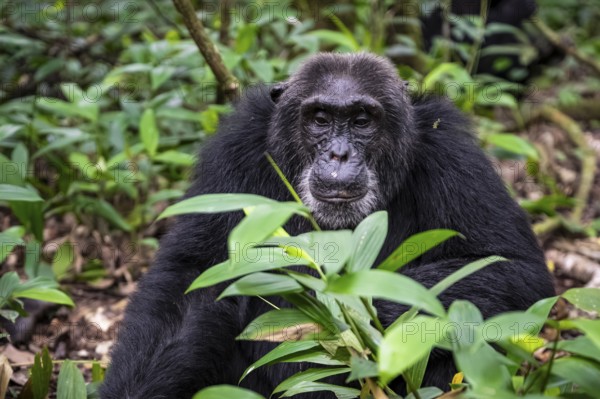 Chimpanzee (Pan Troglodytes), old male sitting on ground, jungle in Kibale National Park, Uganda