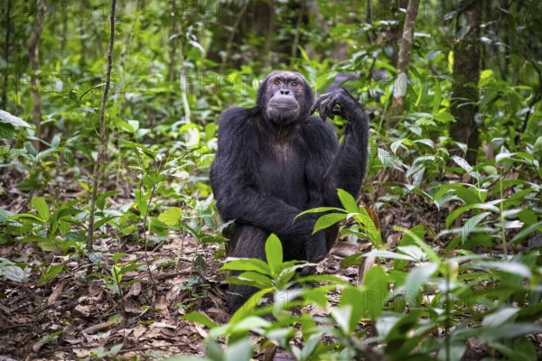 Chimpanzee (Pan Troglodytes), male sitting on ground, jungle in Kibale National Park, Uganda