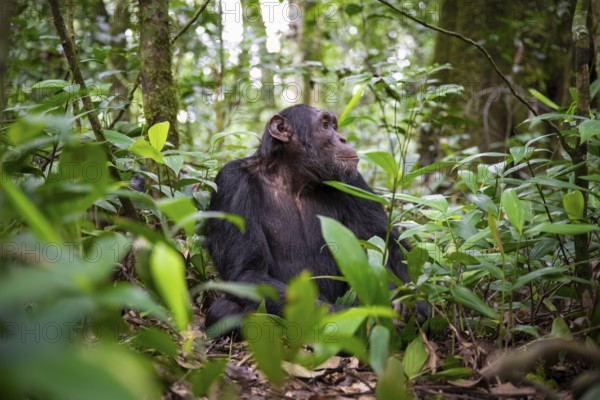 Chimpanzee (Pan Troglodytes), male looking up, jungle in Kibale National Park, Uganda
