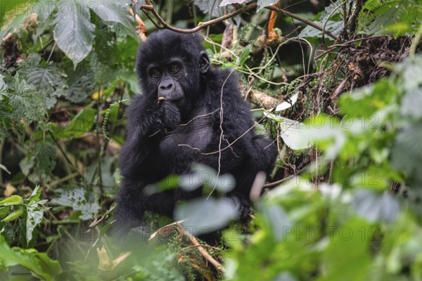 Mountain gorilla (Gorilla beringei beringei), juvenile, eats leaves, Bwindi Impenetrable Forest, Uganda