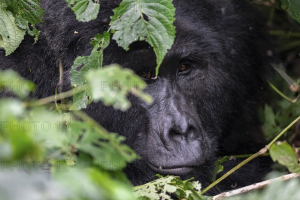 Mountain gorilla (Gorilla beringei beringei), Silverback, between leaves, animal portrait, Bwindi Impenetrable Forest, Uganda