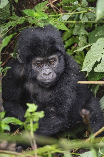 Mountain gorilla (Gorilla beringei beringei), juvenile, Bwindi Impenetrable Forest, Uganda