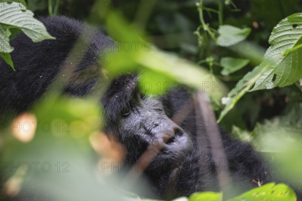 Mountain gorilla (Gorilla beringei beringei), Silverback, in thick vegetation, Bwindi Impenetrable Forest, Uganda