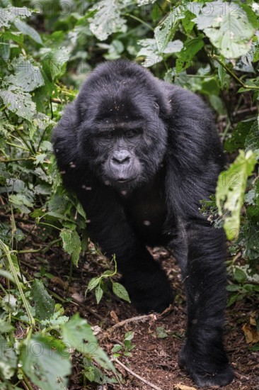 Mountain gorilla (Gorilla beringei beringei), gorilla running among leaves, Bwindi Impenetrable Forest, Uganda