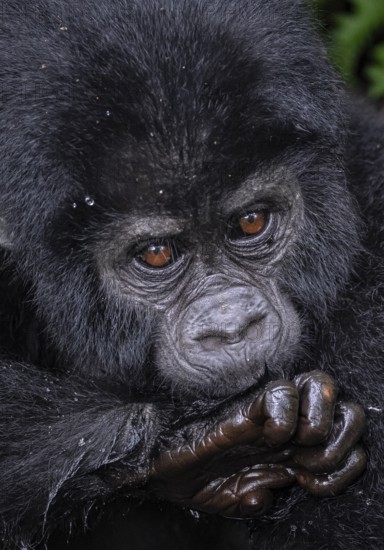 Mountain gorilla (Gorilla beringei beringei), young animal portrait, Bwindi Impenetrable Forest, Uganda