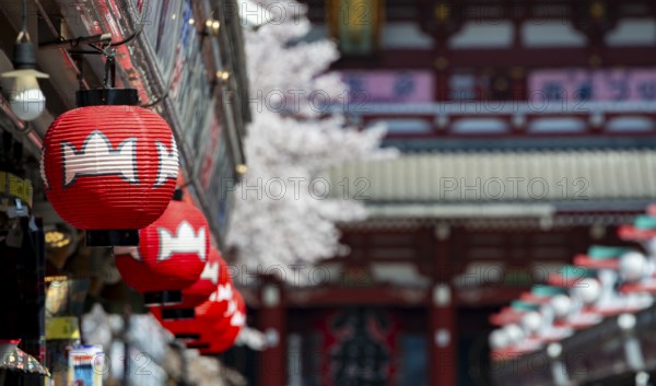 Red lanterns on Nakamise-dori shopping street, in the back the Hozomon Gate of Asakusa Shrine or Senso-ji Temple, Buddhist Temple Complex, Asakusa, Tokyo, Japan