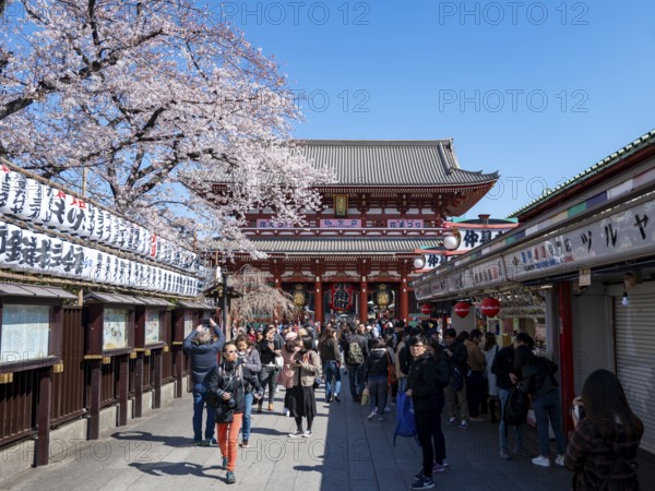 Nakamise-dori shopping street with lanterns, Hozomon Gate of Asakusa Shrine or Senso-ji Temple, blooming cherry trees, Buddhist temple complex, Asakusa, Tokyo, Japan