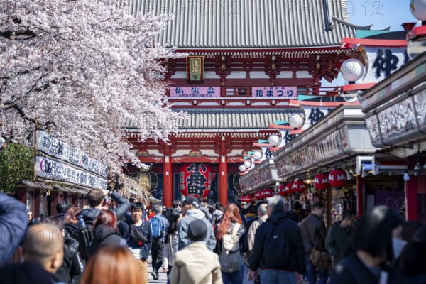 View of numerous visitors on Nakamise-dori shopping street with Hozomon Gate of Asakusa Shrine or Senso-ji Temple, blooming cherry trees, Buddhist temple complex, Asakusa, Tokyo, Japan