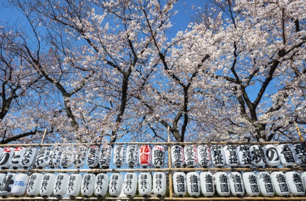 Blooming cherry trees and lanterns with Japanese characters, Buddhist temple complex, Senso-ji temple, Asakusa, Tokyo, Japan