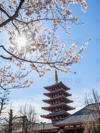 Blooming cherry trees with sun star, five-story pagoda, Buddhist temple complex, Asakusa shrine or Senso-ji temple, Asakusa, Tokyo, Japan