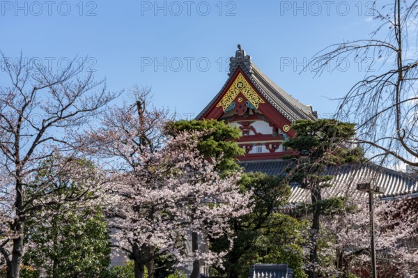 Blooming cherry trees and red-gold roof gable of a temple building, Buddhist temple complex, Asakusa shrine or Senso-ji temple, Asakusa, Tokyo, Japan