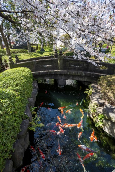 Blooming cherry trees and pond with koi carp, Buddhist temple complex, Asakusa shrine or Senso-ji temple, Asakusa, Tokyo, Japan