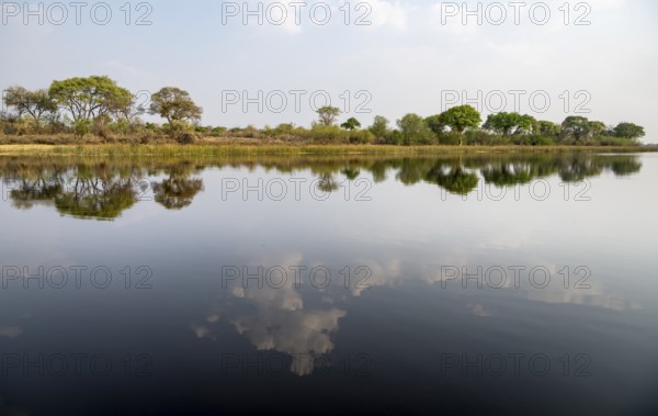 Trees reflected in water, river landscape, Thamalakane River, Okavango Delta, Botswana