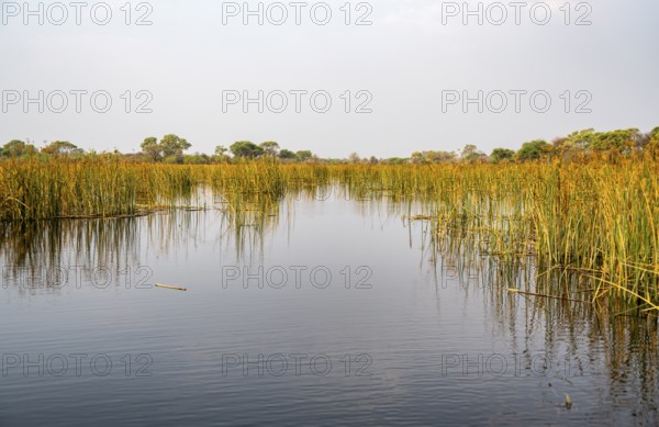 River landscape, reflection in water, Thamalakane River, Okavango Delta, Botswana