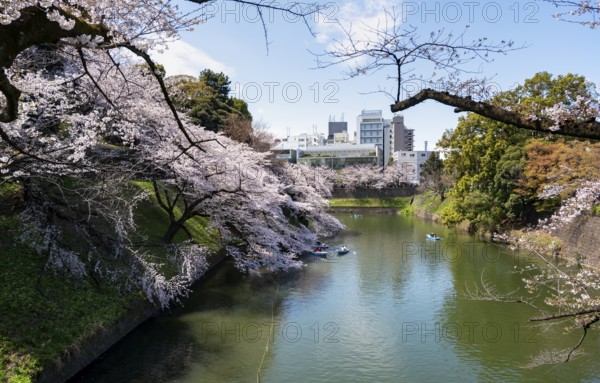 Chidorigafuchi Canal with rowing boat in front of blooming cherry trees, moat, Japanese cherry blossom in spring, Hanami festival, Chidorigafuchi Green Way, Tokyo, Japan