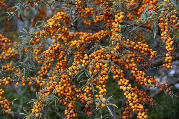 Ripe sea buckthorn fruits (Hippophae rhamnoides) on a bush, Darß, Mecklenburg-Western Pomerania, Germany