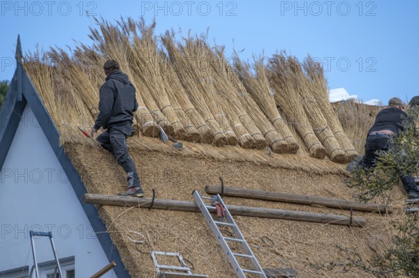A thatched roof is covered, Wieck a. Darß, Baltic Sea, Mecklenburg-Western Pomerania, Germany
