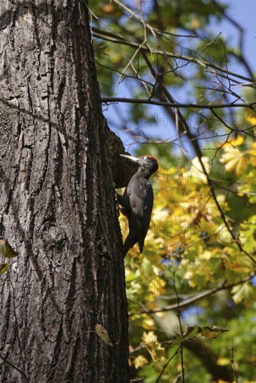Black woodpecker (Dryocopus martius) on a tree trunk, autumn, Germany