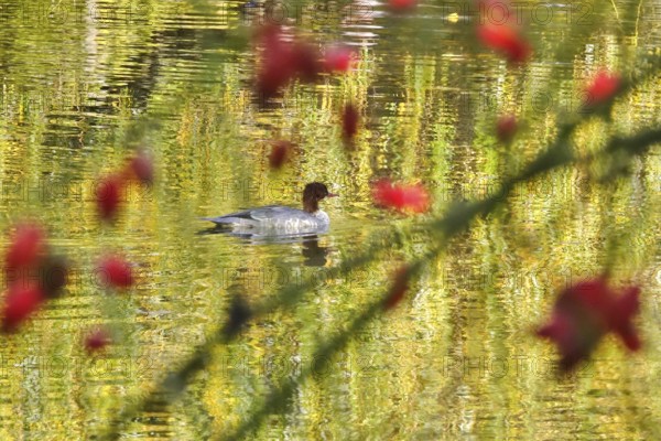 Goose sawers on a lake, autumn, Germany
