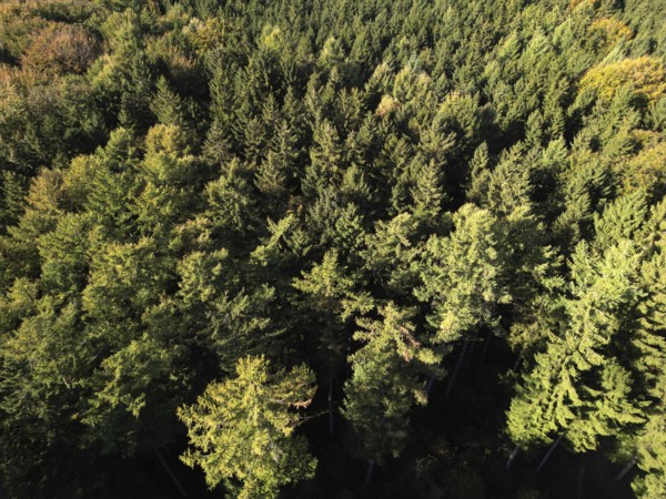 Aerial view, drone view of a mixed forest in the Harz Mountains, Saxony-Anhalt, Germany