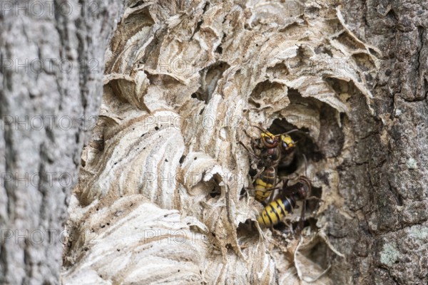 Hornissen (Vespa crabro), Emsland, Lower Saxony, Germany