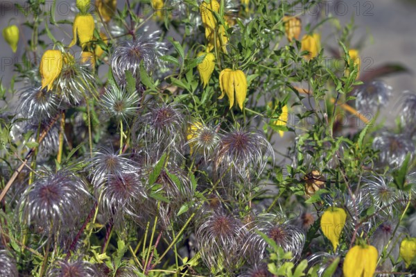 Gold Clematis (Clematis tangutica), Ahrenhoop, Darß, Mecklenburg-Western Pomerania, Germany