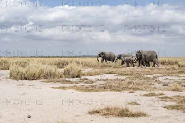 African elephants (Loxodonta africana), herd in dry savanna, Amboseli National Park, Rift Valley Province, Kenya