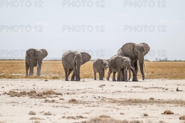 African elephants (Loxodonta africana), in dry savanna, Amboseli National Park, Rift Valley Province, Kenya
